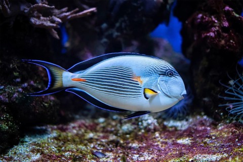 Colorful tropical fish Sohal Surgeonfish