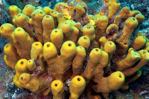 Yellow tube sponge