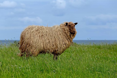 Norwegian sheep on the dike