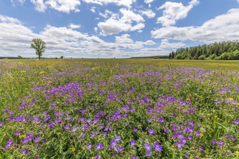 Nature reserve of Rotenbach meadows in High Black Forest. Friedenweiler