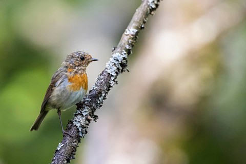 European robin
