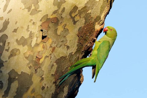 Rose-ringed parakeet