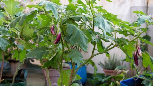 Japanese eggplant