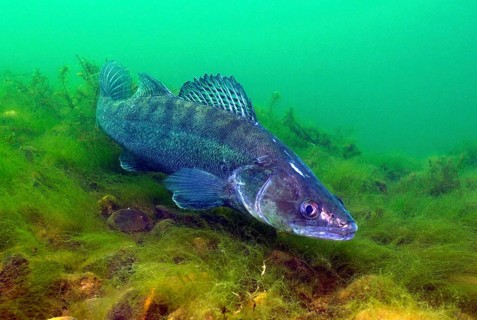 Weibliches Tier von Zander