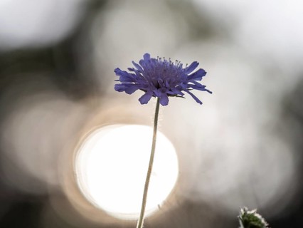 Field scabious