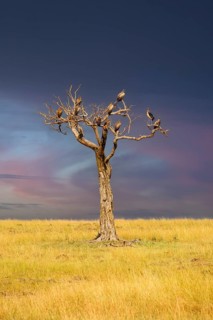 Withered tree with various vulture species in front of a thunderstorm front
