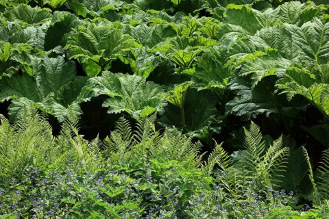 Gunnera