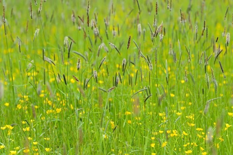 Meadow with buttercup