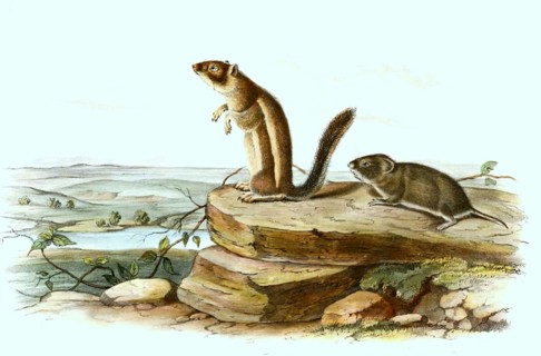 Harris's antelope squirrel
