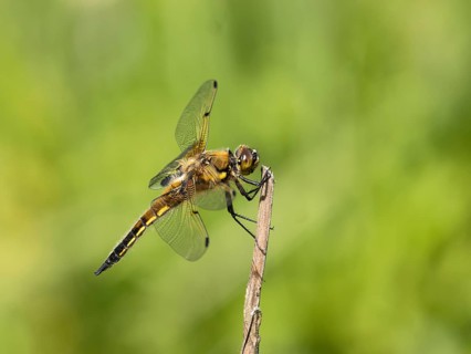Four-spotted damselfly
