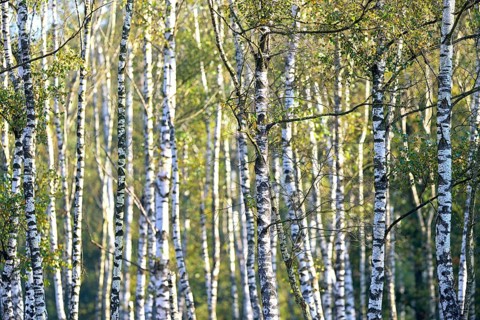 Warty birch
