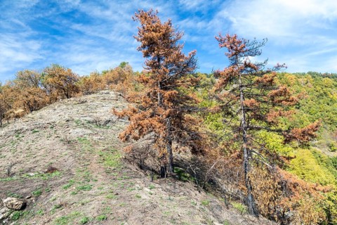 Burnt trees in the Ligurian Mountains near Triora