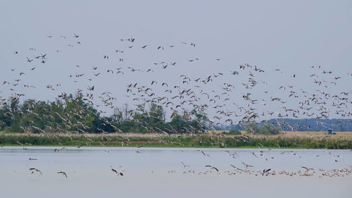 Flock of greylag geese