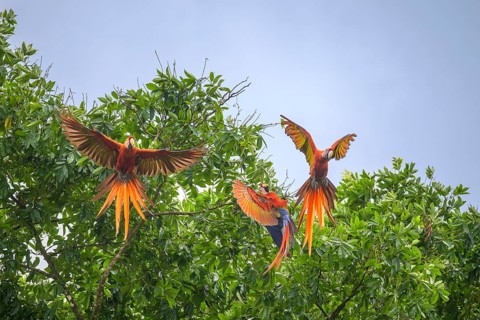 Scarlet macaws