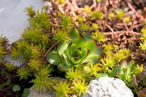 Echeverie