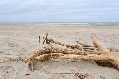 Totholz an der Nordseekueste