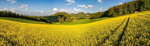 Rape field and forest hut in spring