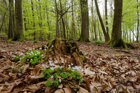 Wood sorrel