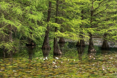 Bald cypress