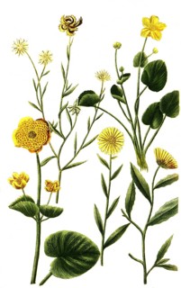 Various species of the plant genus Marigolds