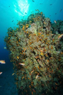 Shoal of sea goldie