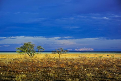 Landscape at the edge of the salt pan in the morning light