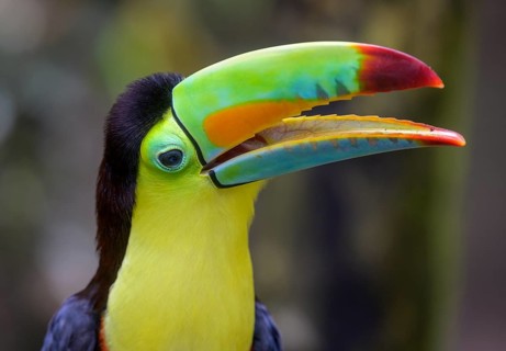 Keel-billed toucan
