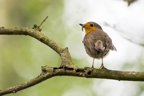 Robin
