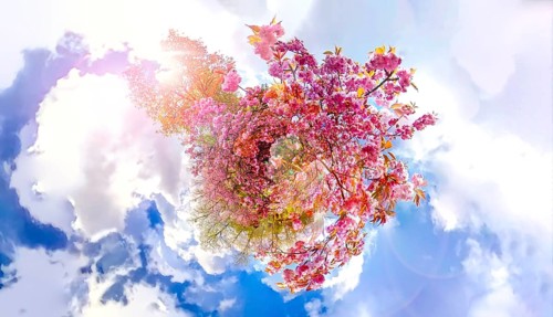 Japanese cherry tree