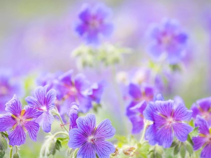 Large cranesbill