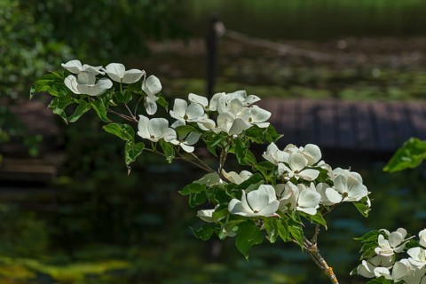 Japanese flowering dogwood