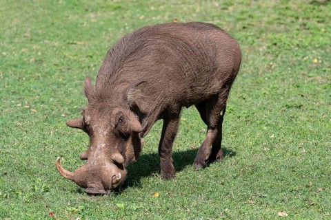 Common warthog