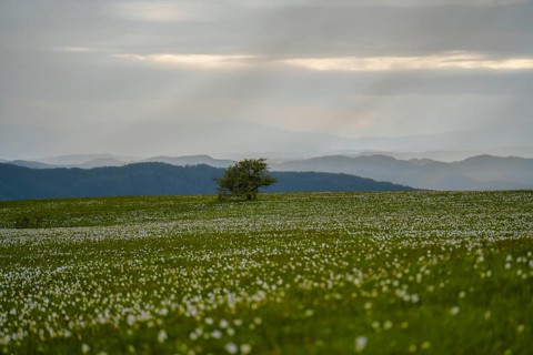 Blooming on mount Petrano in Spring
