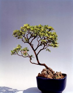 Bonsai Ixora Stricta Style: Slanting