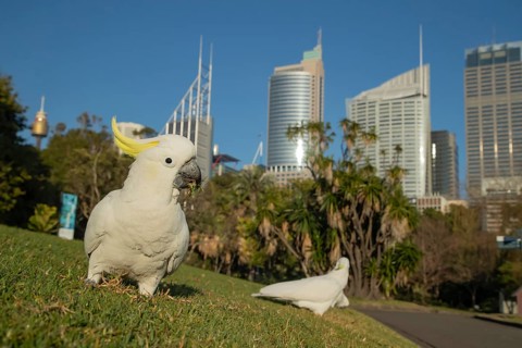Sulphur-crested cockatoo