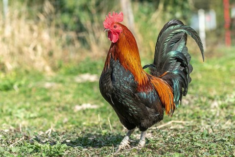 Rooster in a farmyard. Educational Farm
