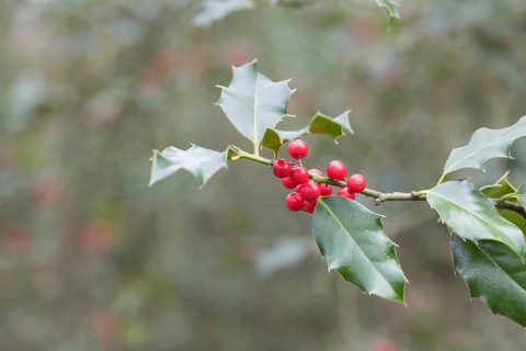 Holly