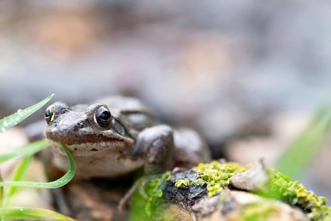 Springfrosch