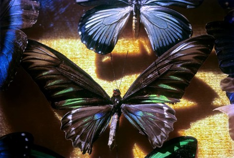 Display of butterflies in Wankhar & Co