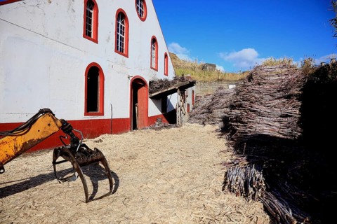 Cut sugar cane