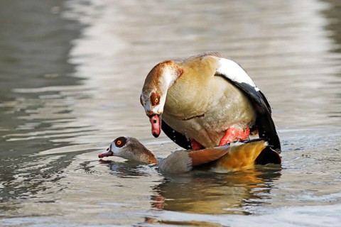 Egyptian goose