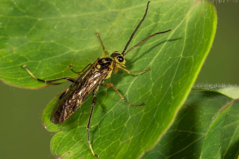 Stalk wasp