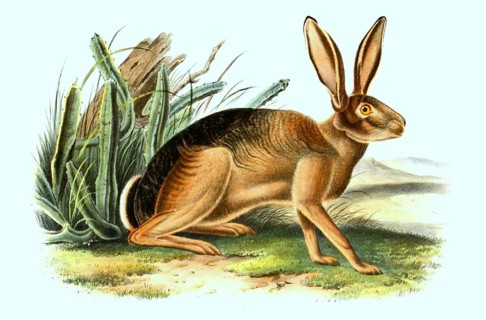 Donkey hare