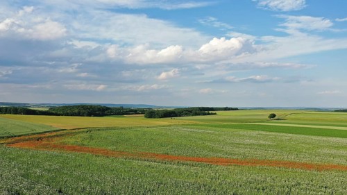 Field with Waldviertel grey poppy