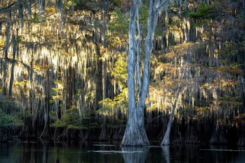 Bald cypresses