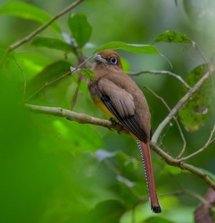Female Black-throated Trogon