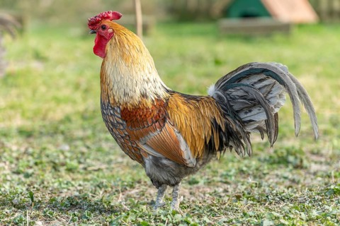 Rooster in a farmyard. Educational Farm