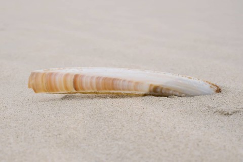 Schwertfoermige Scheidenmuschel