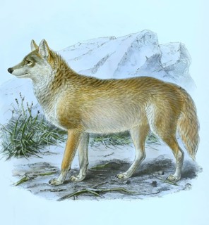 Mongolian gray wolf