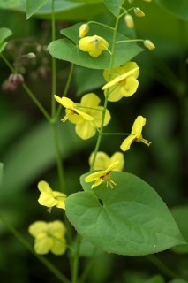 Flowers of the Feathered Elfflower
